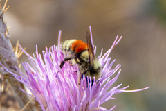 Bombus huntii