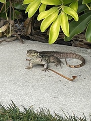 Leiocephalus carinatus