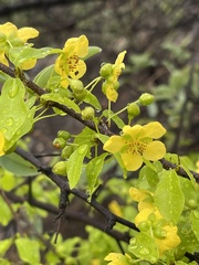 Ochna inermis
