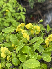 Ochna inermis