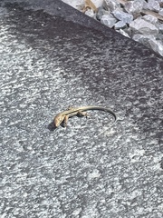 Pholidoscelis exsul