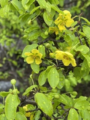 Ochna inermis
