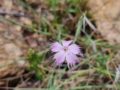 Dianthus mooiensis