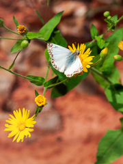 Heliopetes ericetorum
