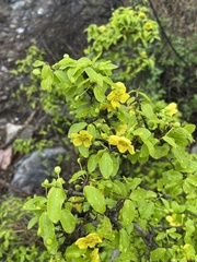 Ochna inermis