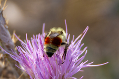 Bombus huntii