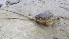 Pontastacus leptodactylus