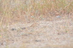 Alauda arvensis