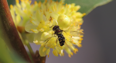 Allograpta hortensis