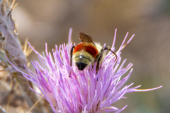 Bombus huntii