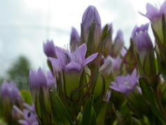 Gentianella ramosa