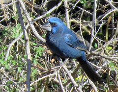 Cyanoloxia brissonii