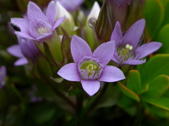 Gentianella ramosa