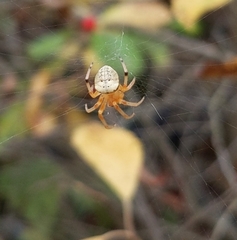 Araneus thaddeus