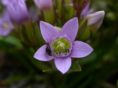 Gentianella ramosa