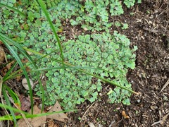 Plagiochasma rupestre