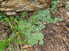 Plagiochasma rupestre