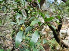 Pterocelastrus echinatus