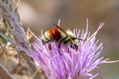 Bombus huntii