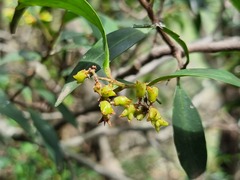 Pterocelastrus echinatus