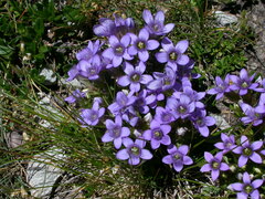 Gentianella ramosa