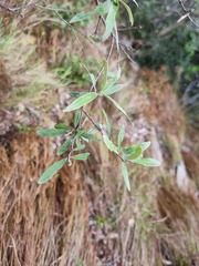 Buddleja saligna