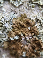 Melanelixia subaurifera