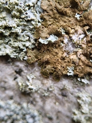 Melanelixia subaurifera