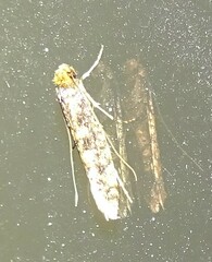 Monopis crocicapitella