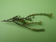 Crassula subulata