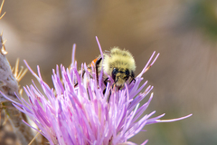 Bombus huntii