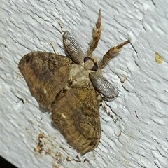 Dasychira vagans