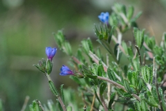Lithodora hispidula