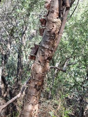 Heteromorpha arborescens