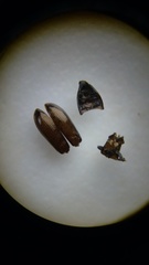 Salpingus viridiaeneus