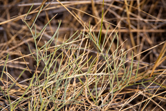Astragalus pectinatus