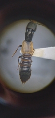 Cafius luteipennis