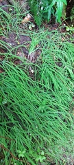 Arthropodium candidum