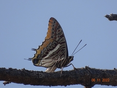 Charaxes