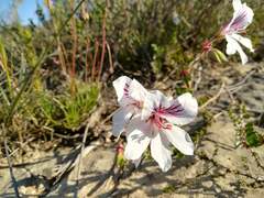 Pelargonium elegans