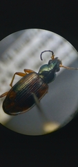 Bembidion corgenoma
