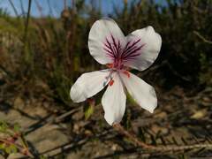 Pelargonium elegans