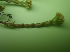 Crassula subulata