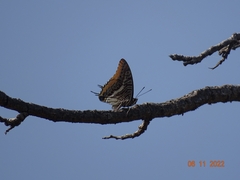 Charaxes