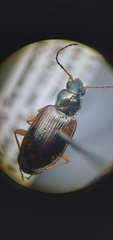 Bembidion corgenoma