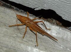 Pyrgocorypha uncinata