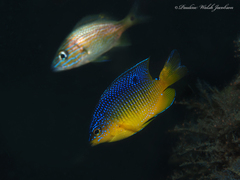 Stegastes xanthurus