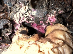 Hypomyces rosellus