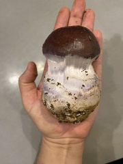 Cortinarius praestans