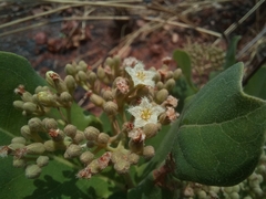 Psorospermum febrifugum image